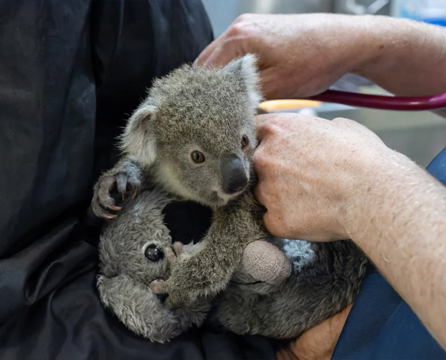 Koala Gifts.