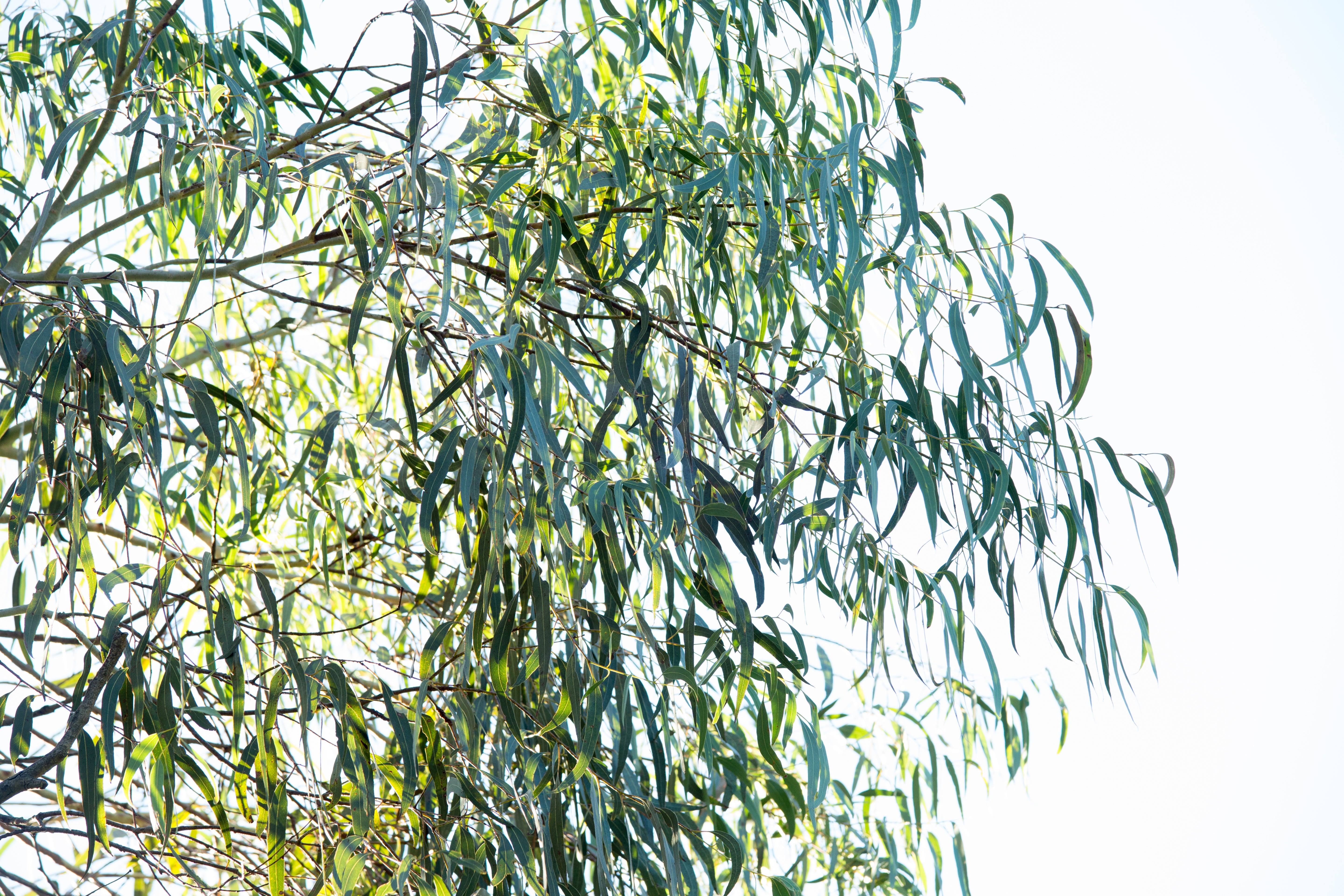Eucalyptus.